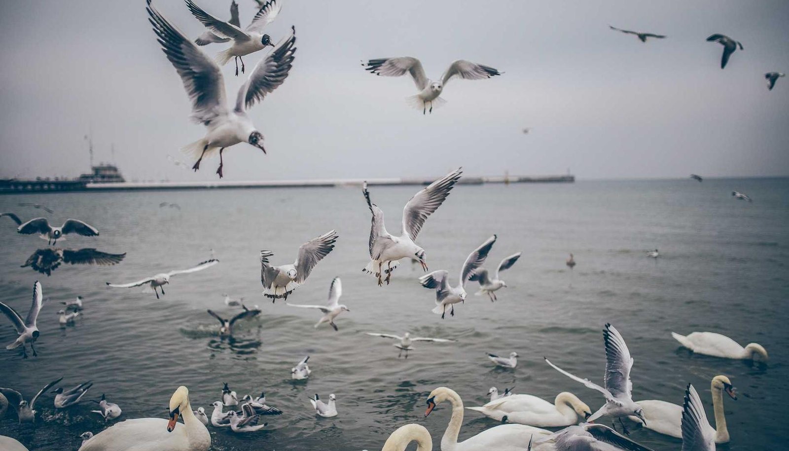 لمبة المكينة وحساس NOx في مرسيدس C200