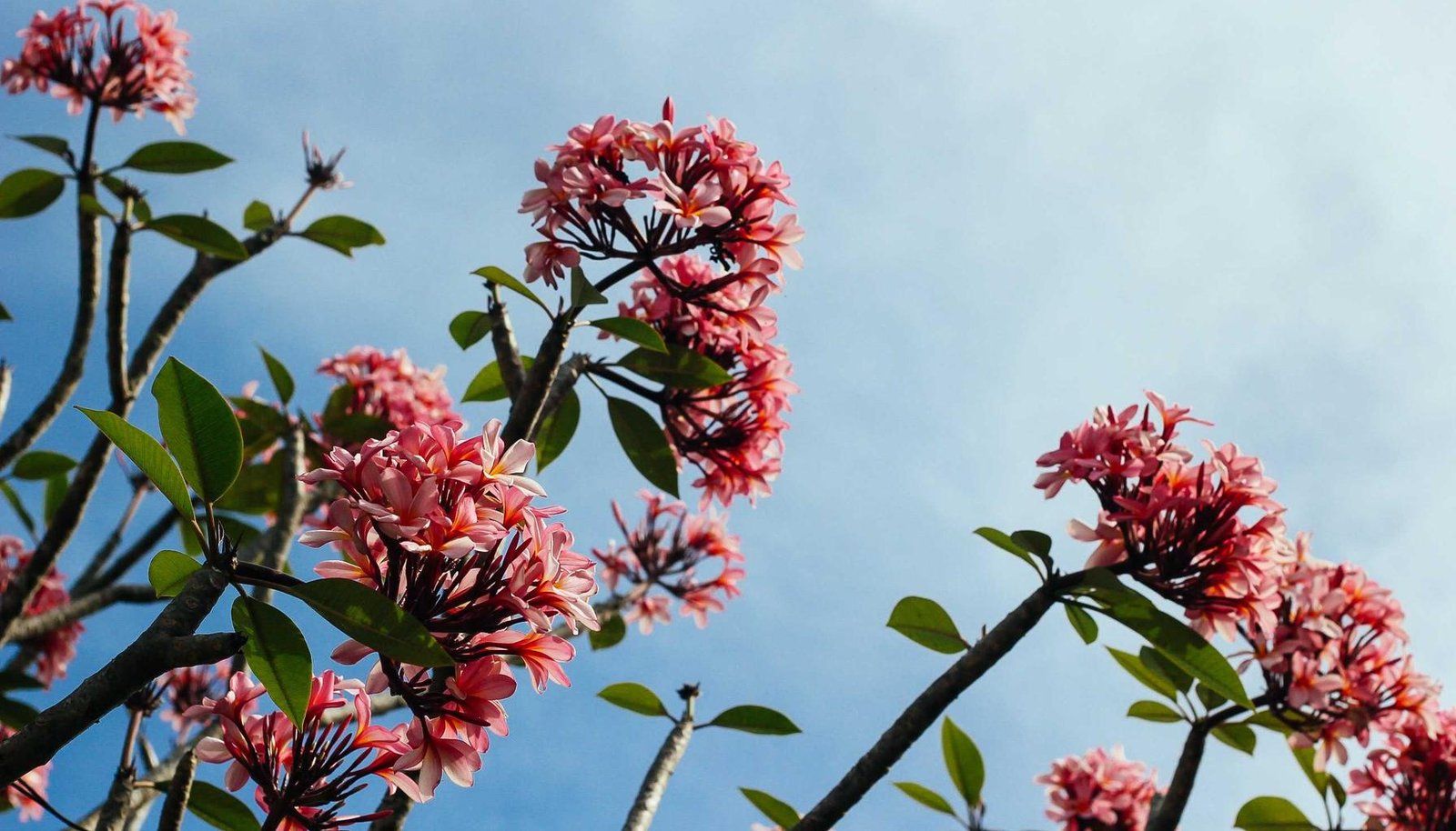 دليل بطارية السيارة – اختيار وصيانة وتجديد ومواعيد الاستبدال في السعودية 3 دليل بطارية السيارة