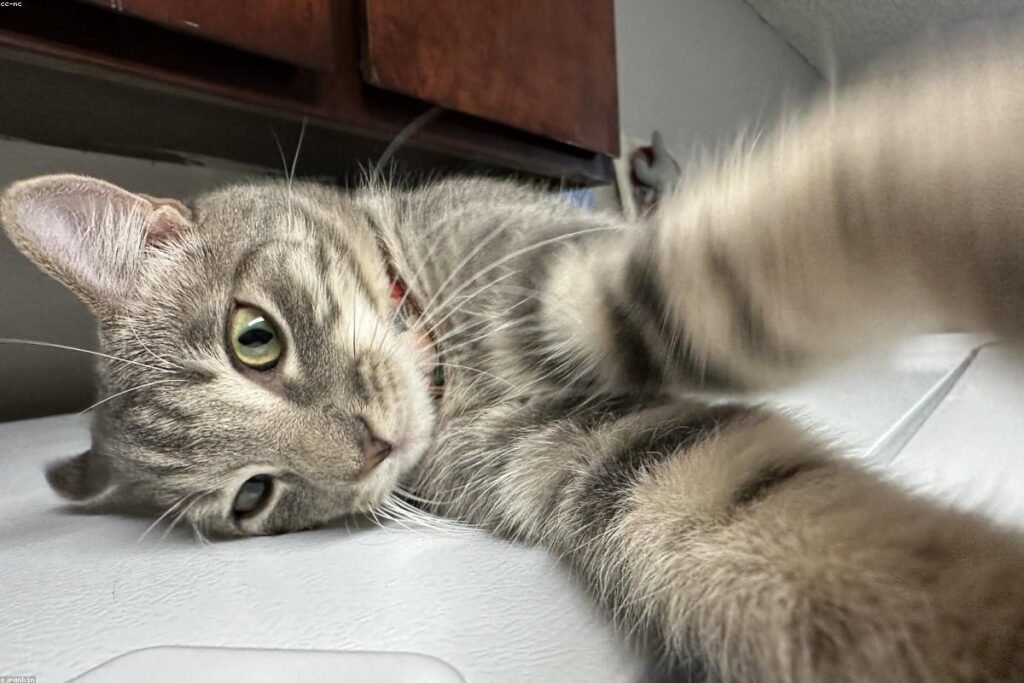 صورة refrigerator - دليل شامل