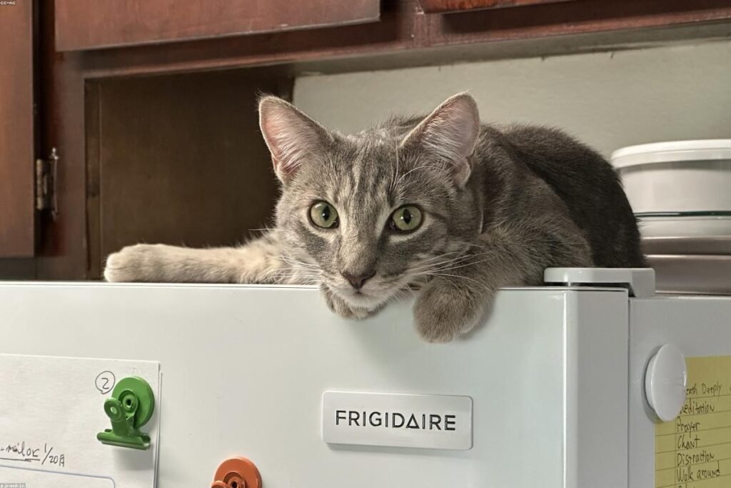 صورة refrigerator - دليل شامل