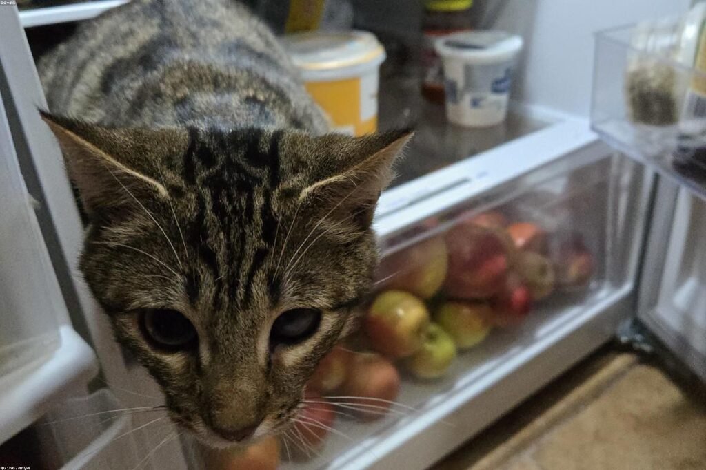 صورة refrigerator kitchen appliance - دليل شامل