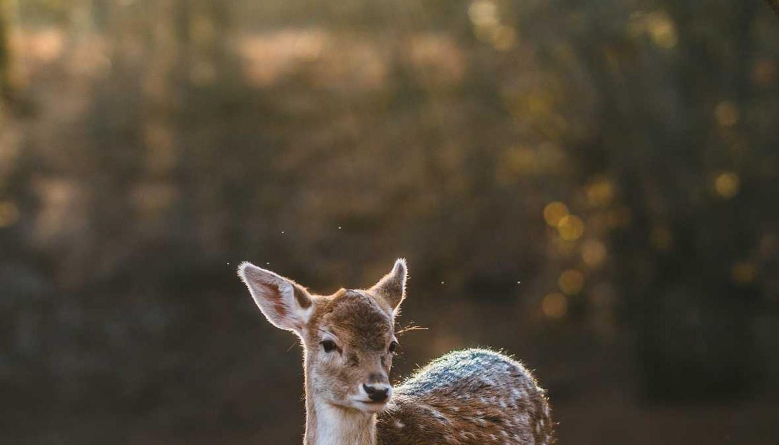 مكنسة روبوتية ذكية